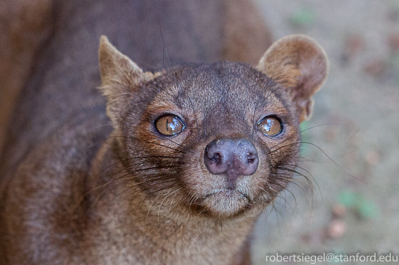 fossa